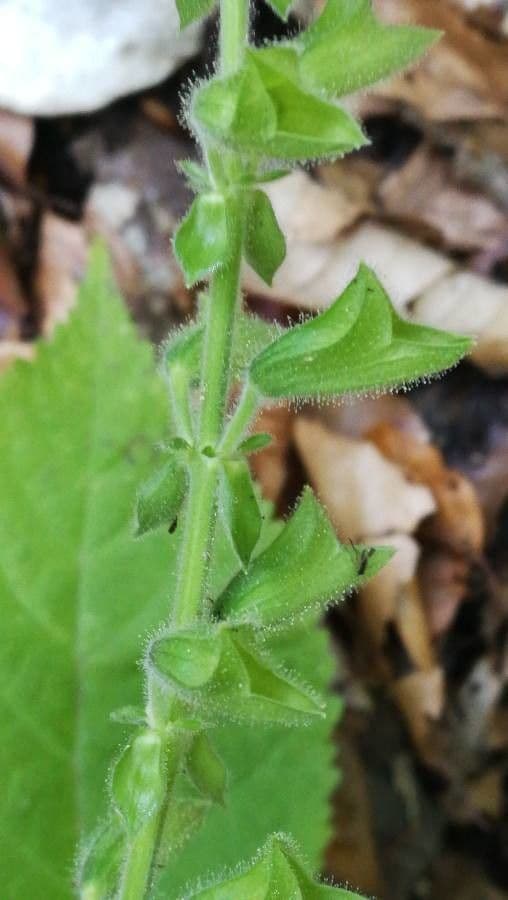 Salvia vischiosa 2