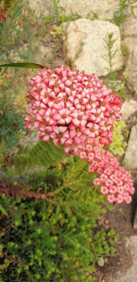 Crassula scarlatta 3