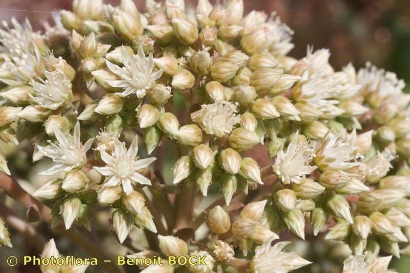 Aeonium 2