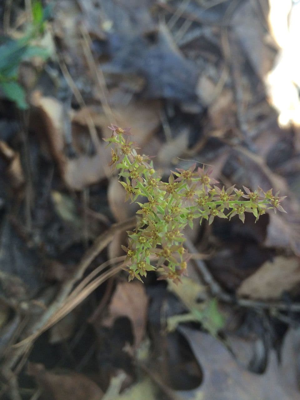 Xanthorhiza 7