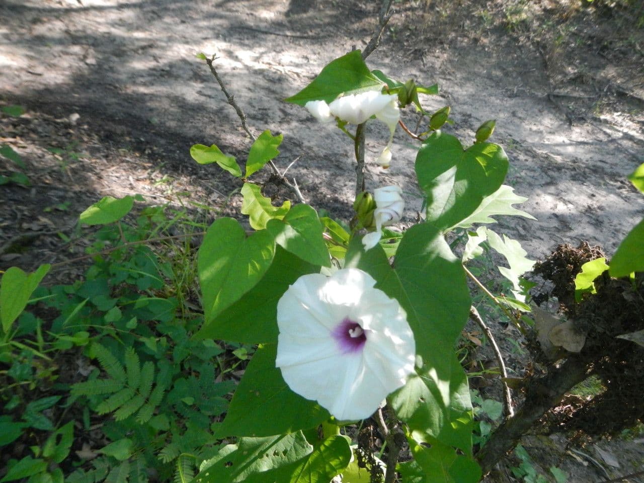 Ipomoea pandurata 9