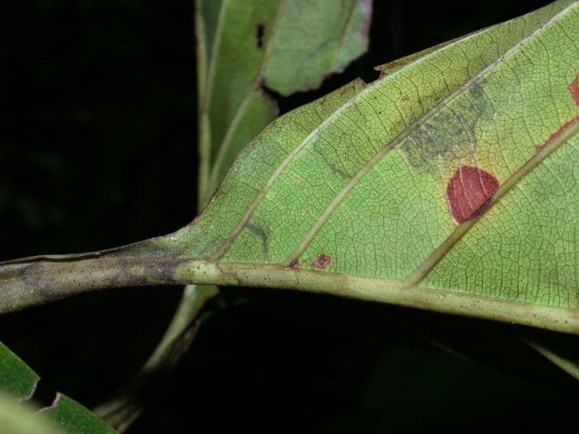 Pinzona coriacea 9