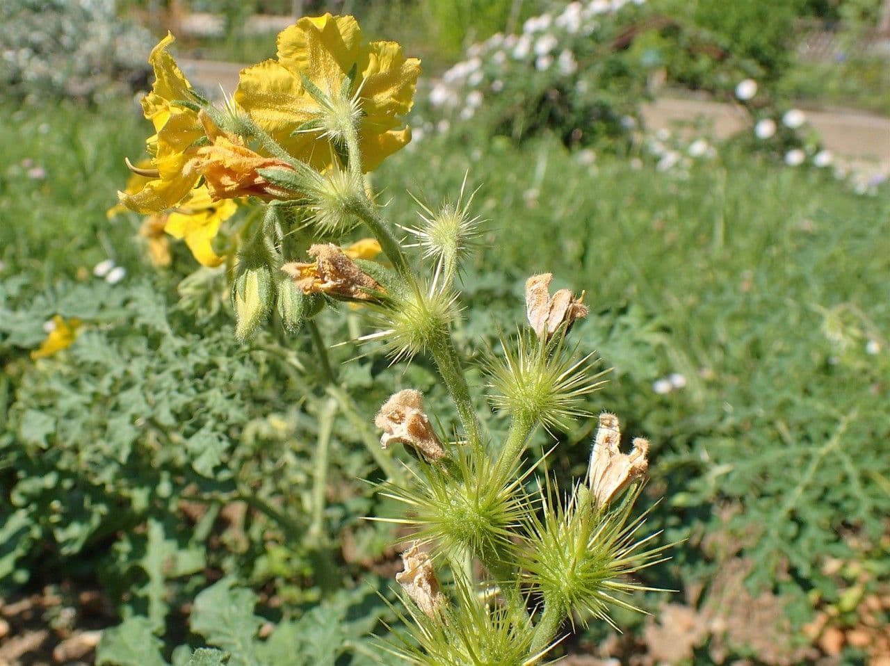 Solanum rostratum 12