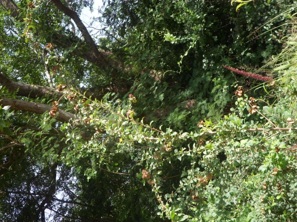 Combretum 15