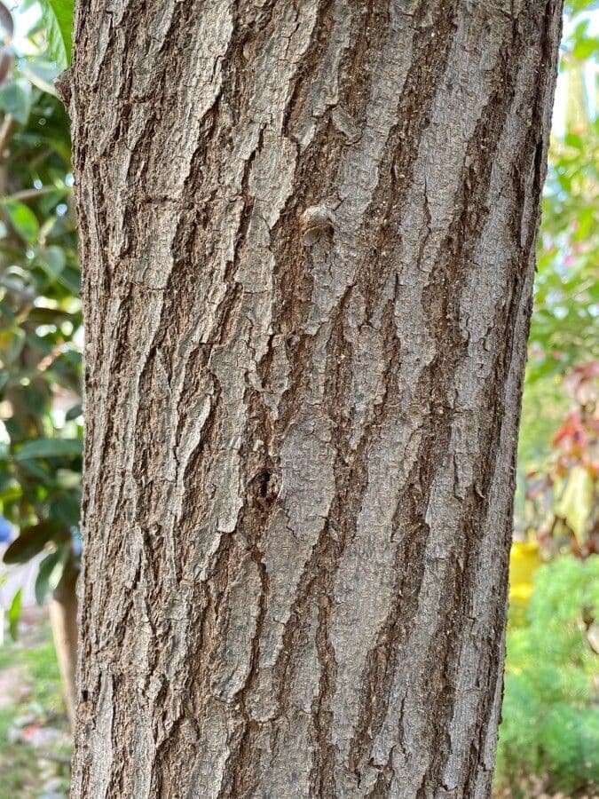Acacia 22