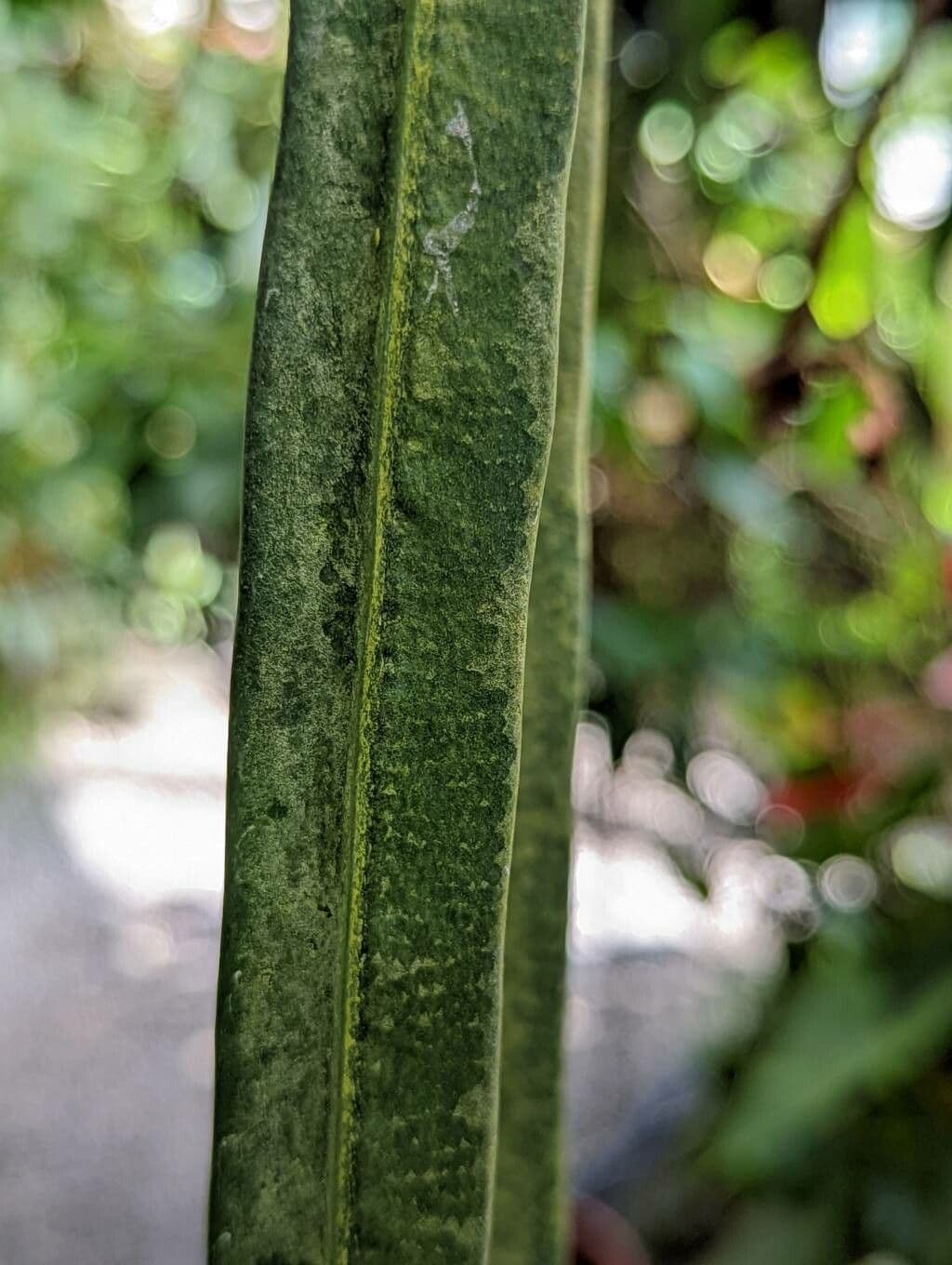 Anthurium 2
