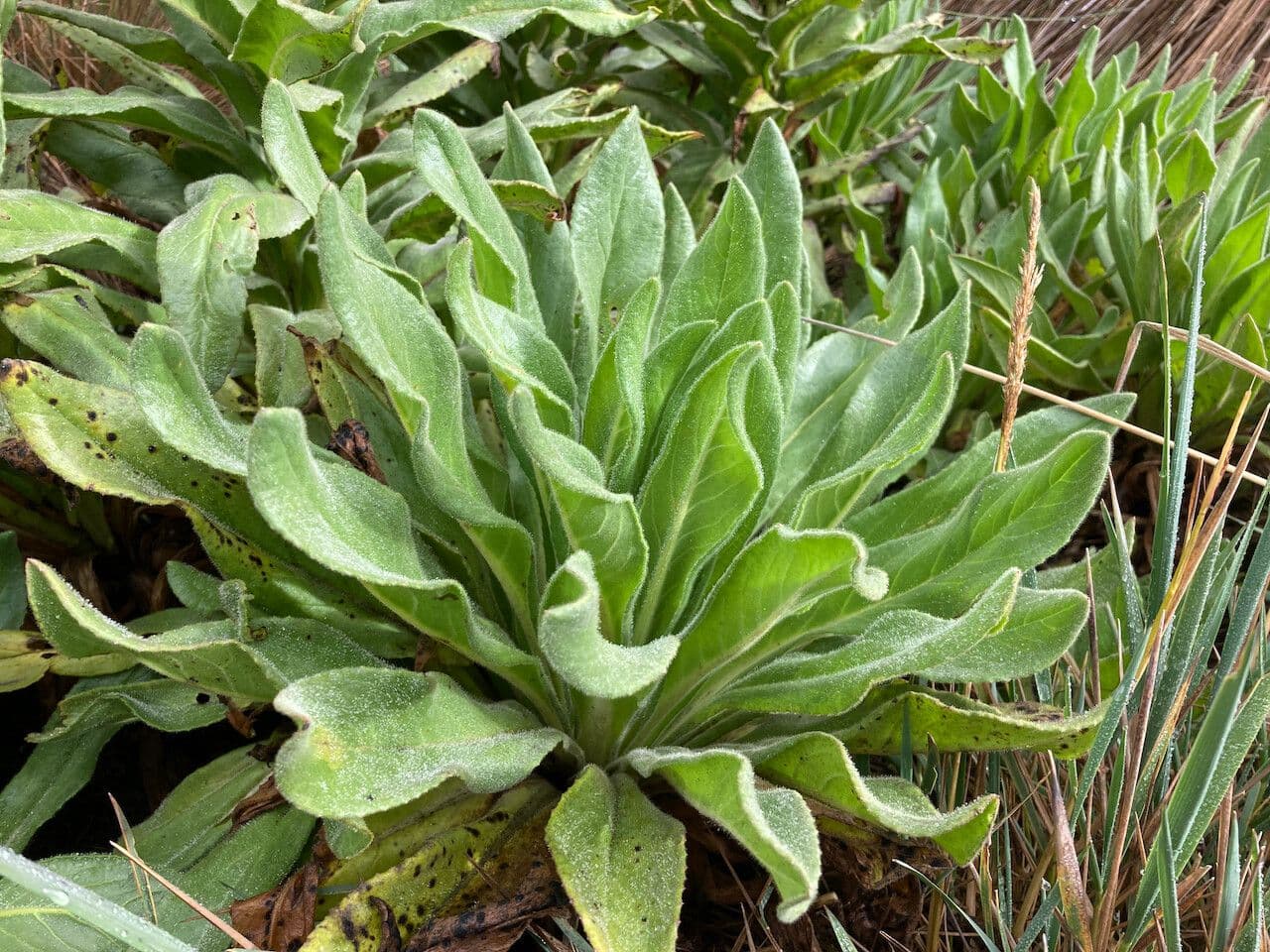 Senecio 14