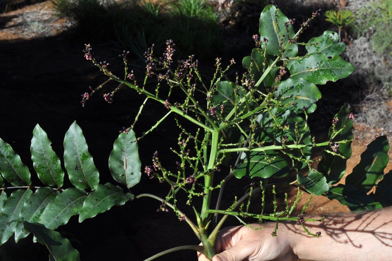 Polyscias 3
