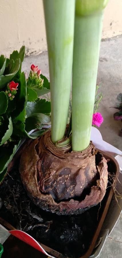 Amaryllis regina 23