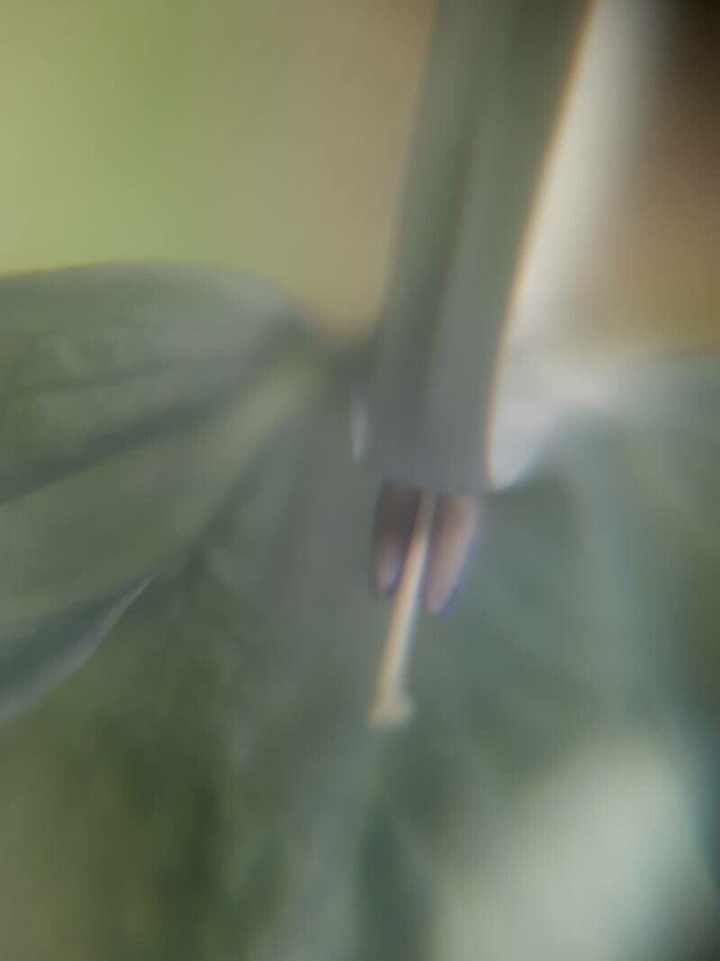 Ecbolium