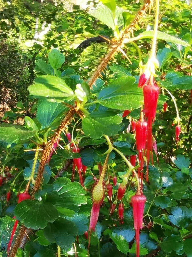Fuchsiöse johannisbeere 22