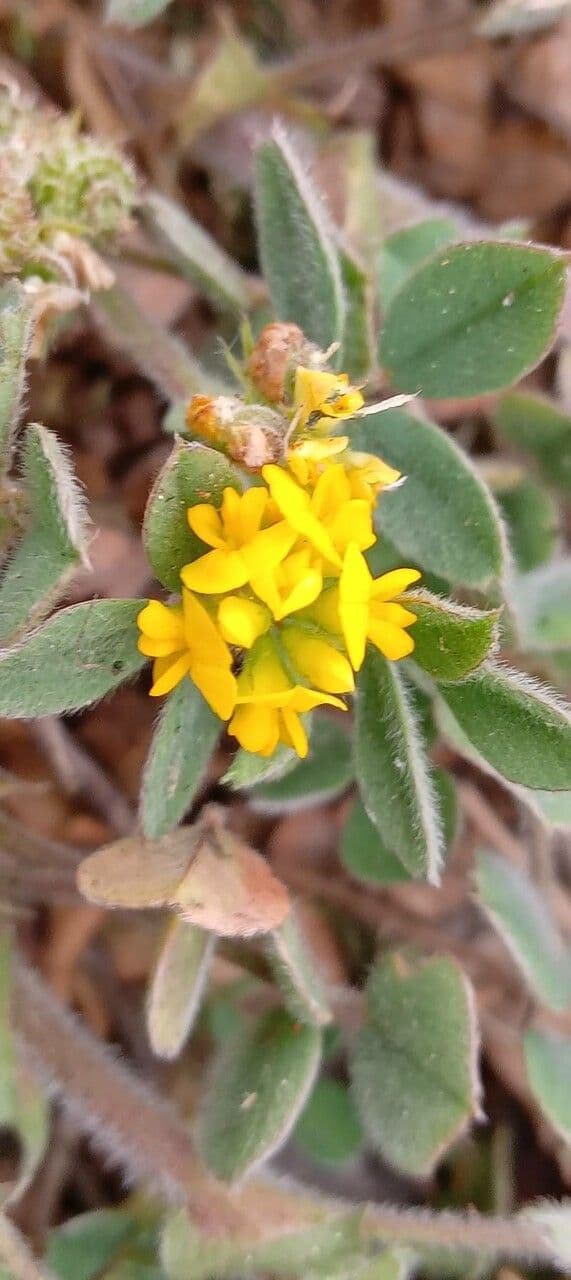 Erba medica minima 10