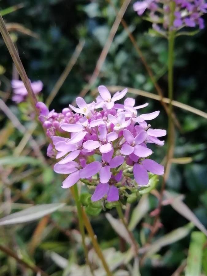 Iberka okolíkatá 6