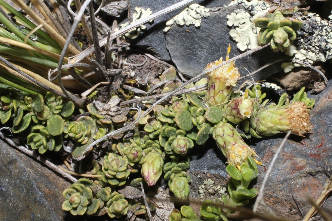 Baccharis 8