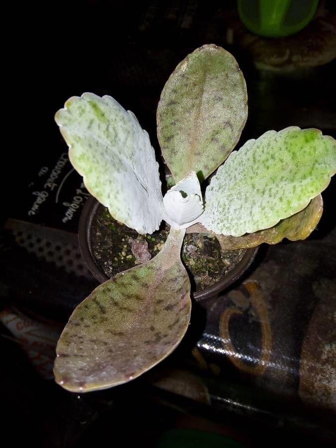 Kalanchoe 3