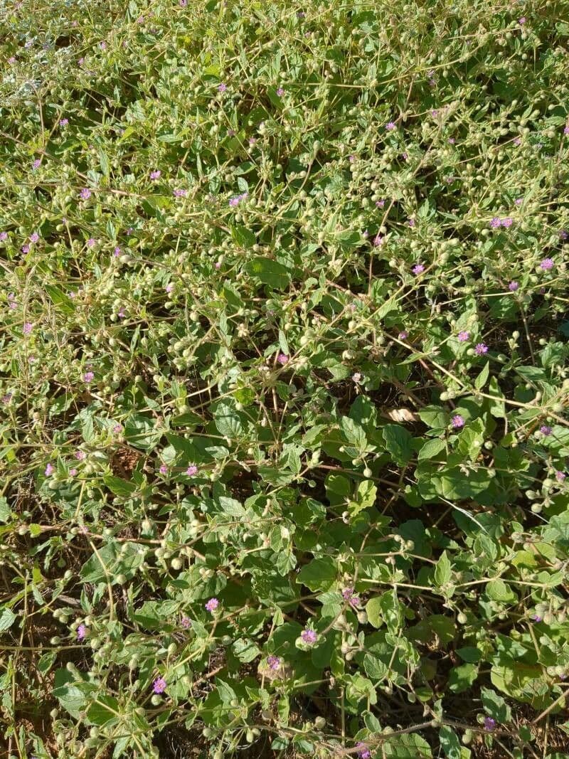 Mirabilis incarnata 13
