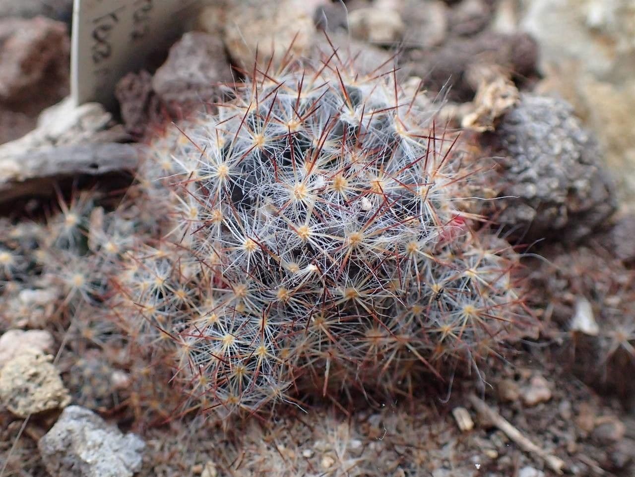 Cactus proliferante 12