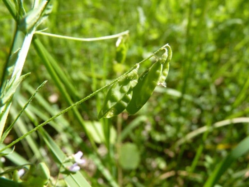 Vesce à petites fleurs 4