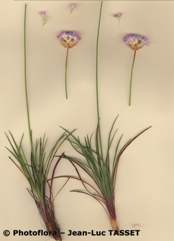 Armeria 9