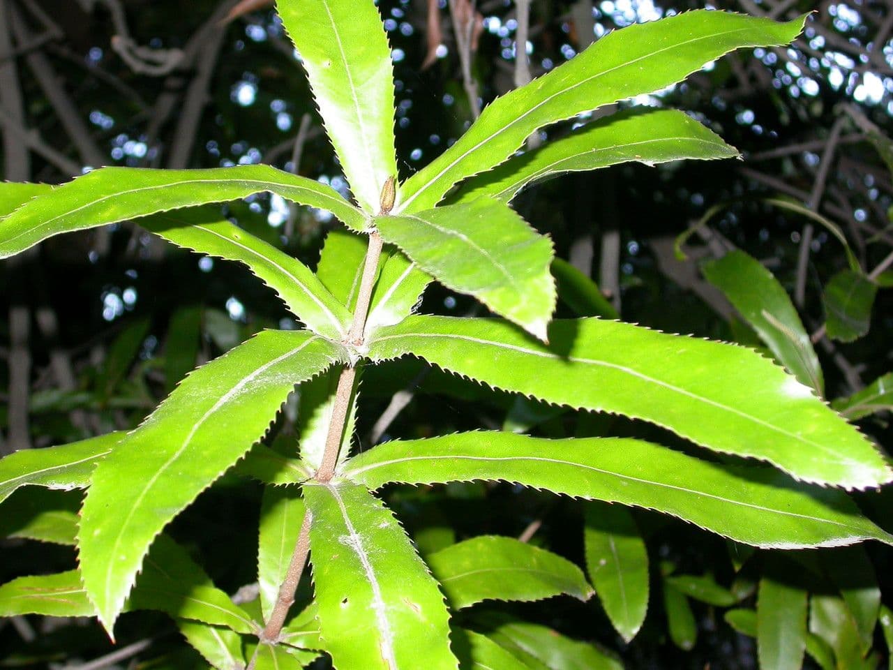 Noce di macadamia 7