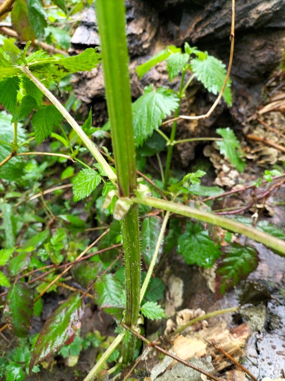 Stachys chamissonis 16