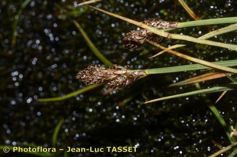 Carex di Lachenal 10