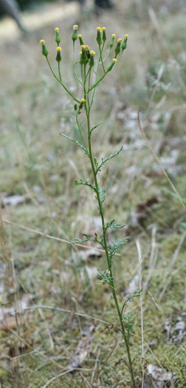 Senecio dei boschi 14
