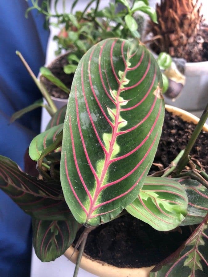 Maranta 12