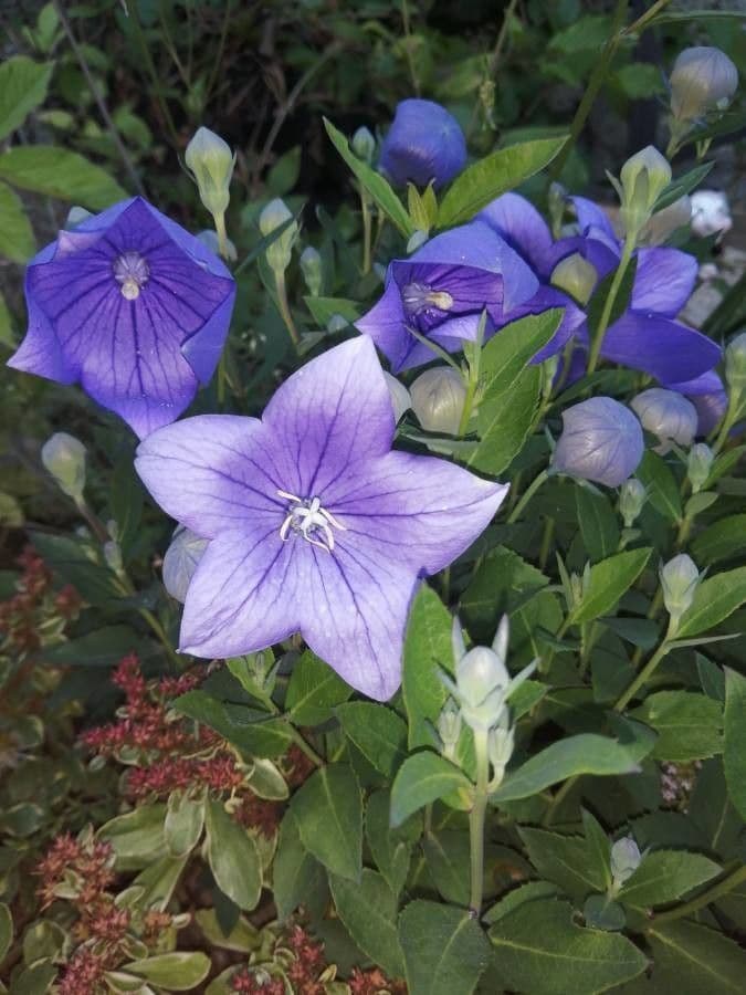 Platycodon à grandes fleurs 9