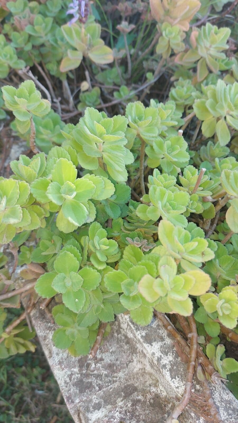 Hundsrose 8