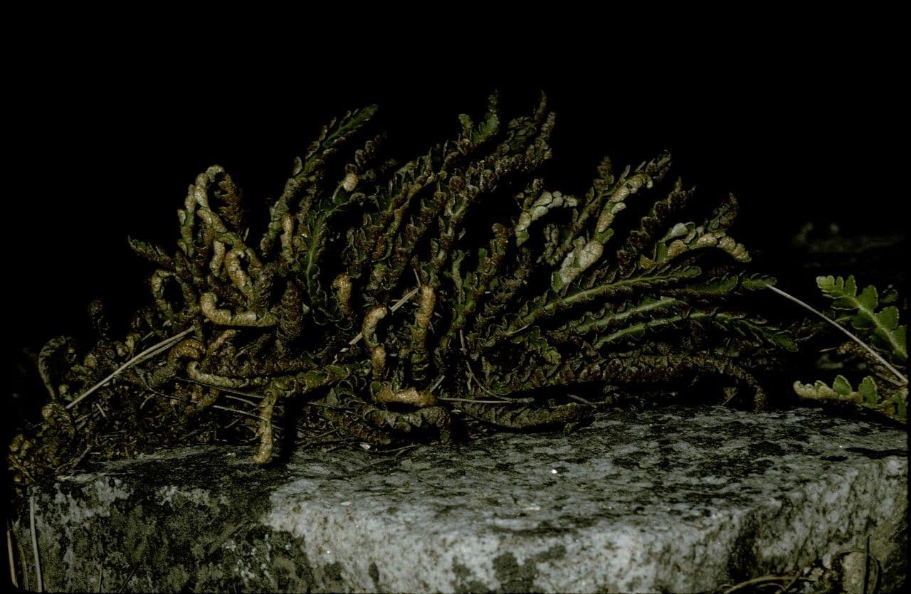 Vetriola comune