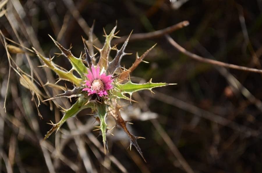 Carlina lanata 10