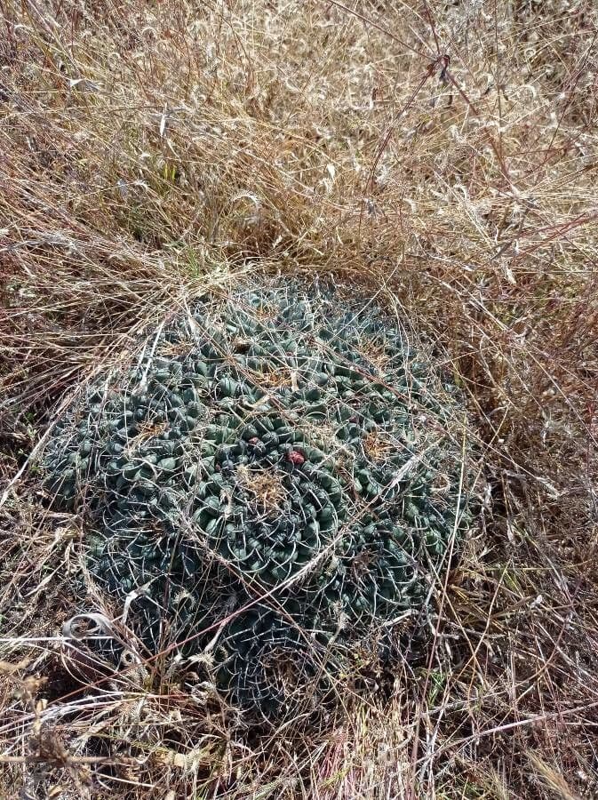 Mammillaria uncinata 4