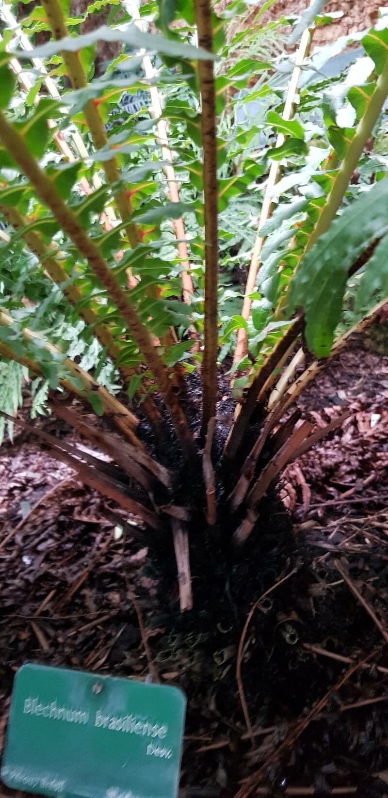 Blechnum 13