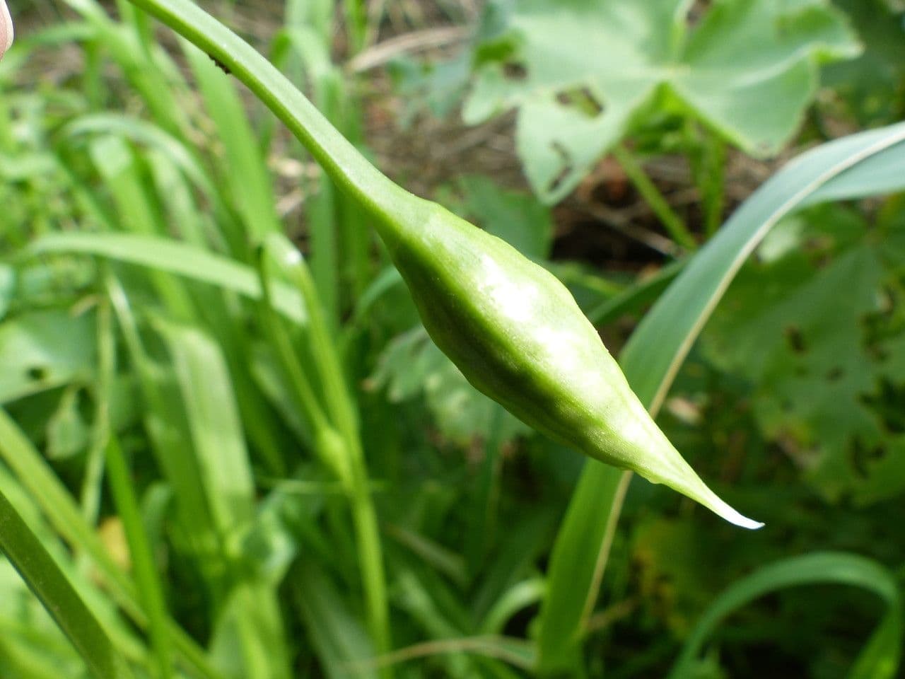 Aglio Napoletano 2