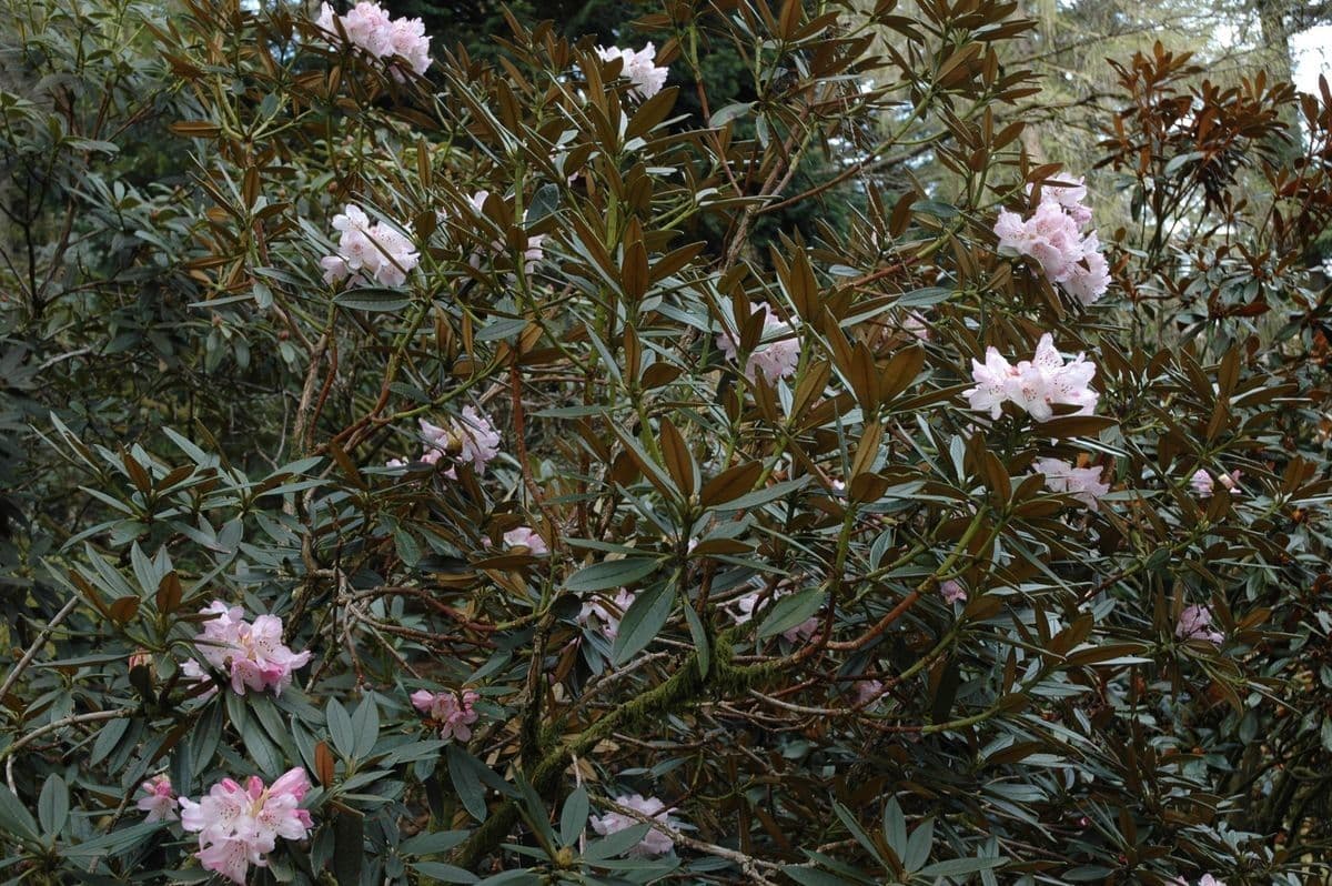 Rododendro 6