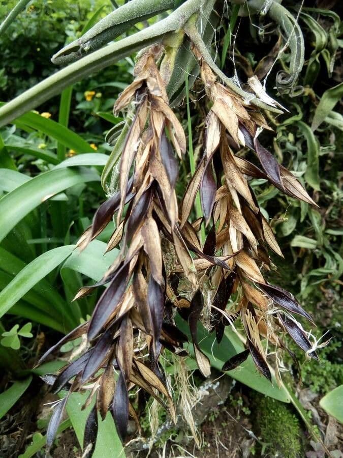 Tillandsia pancia