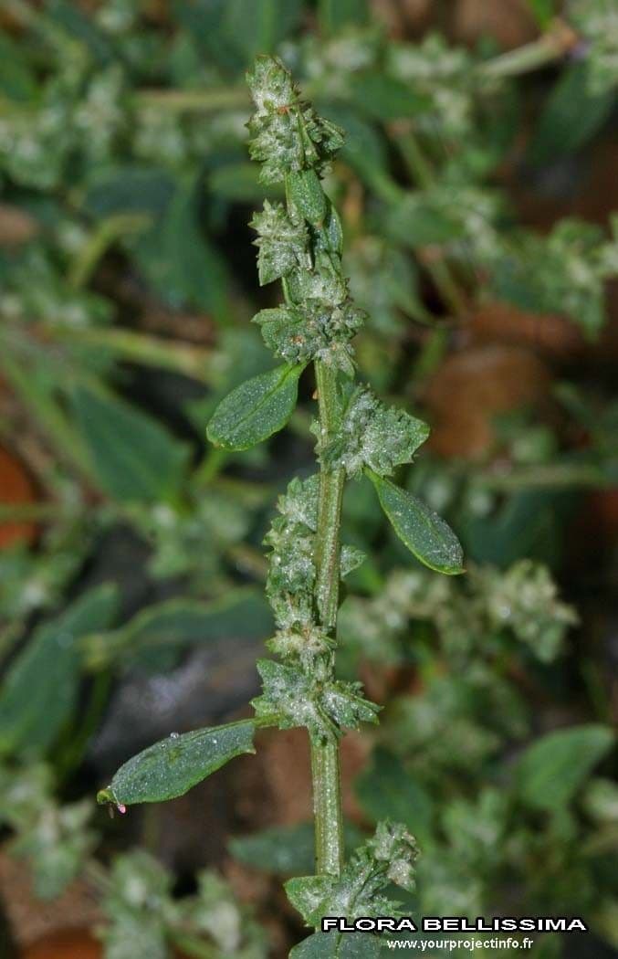 Atriplex glabriuscula 10