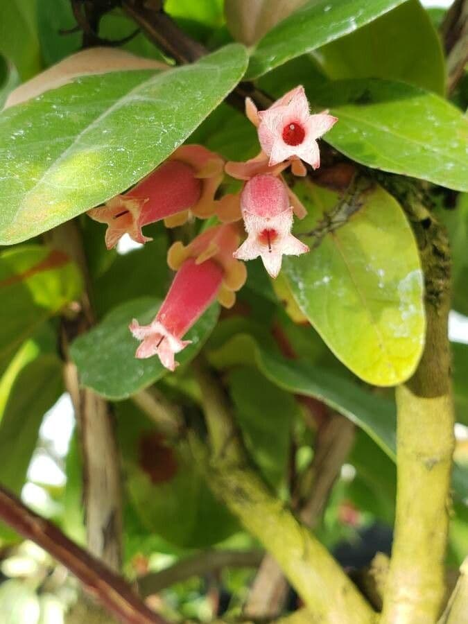 Macleania 3