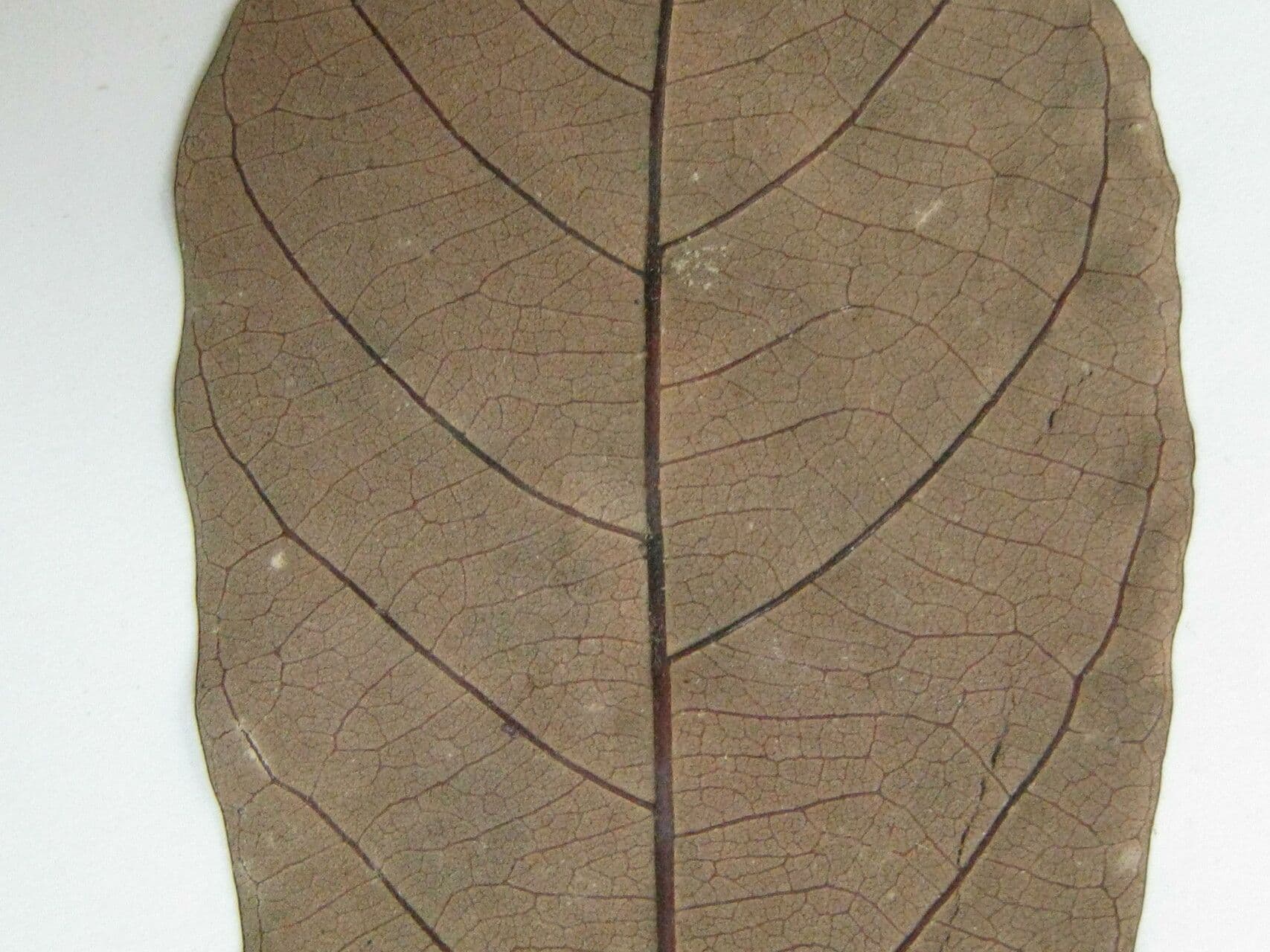 Kleinblütige Licania 5