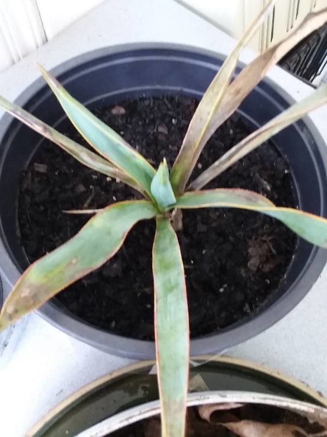 Fels-Yucca 12