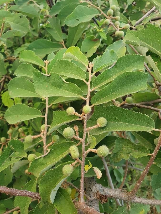 Grewia 2