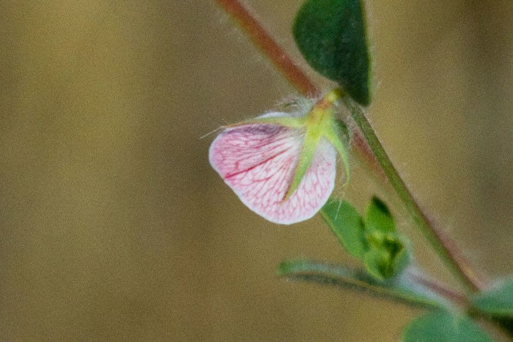 Acmispon americanus