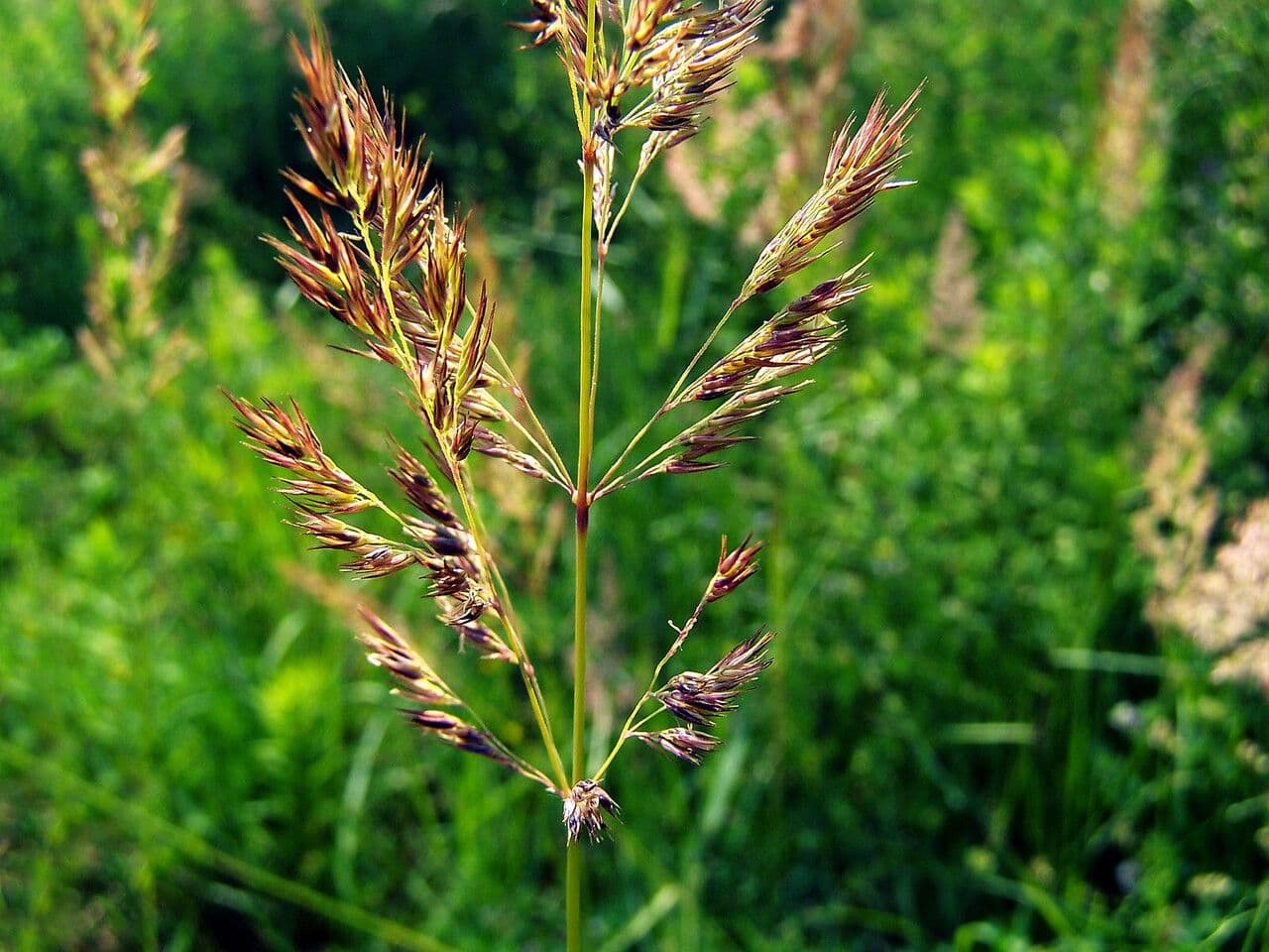 Calamagrostis 5