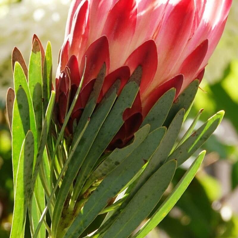 Protea 15
