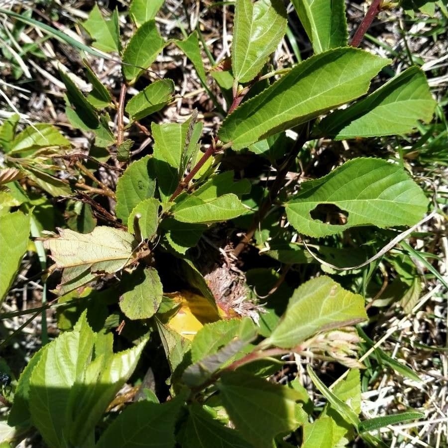 Grewia 8