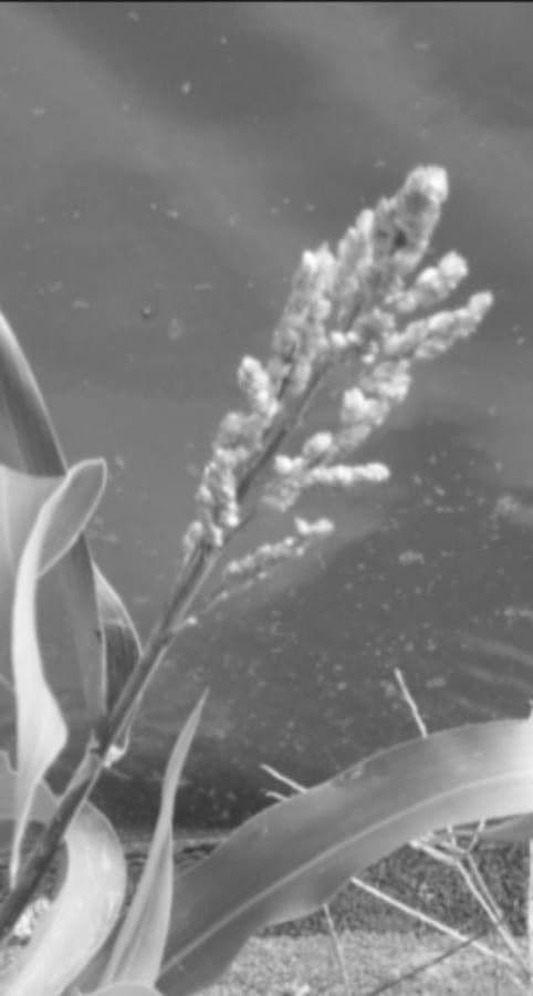 Sourgrass 2