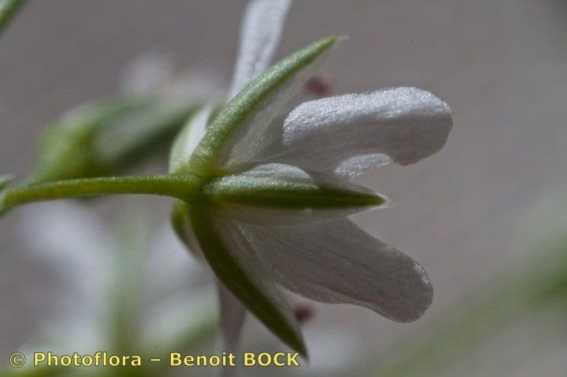 Minuartia setacea 13