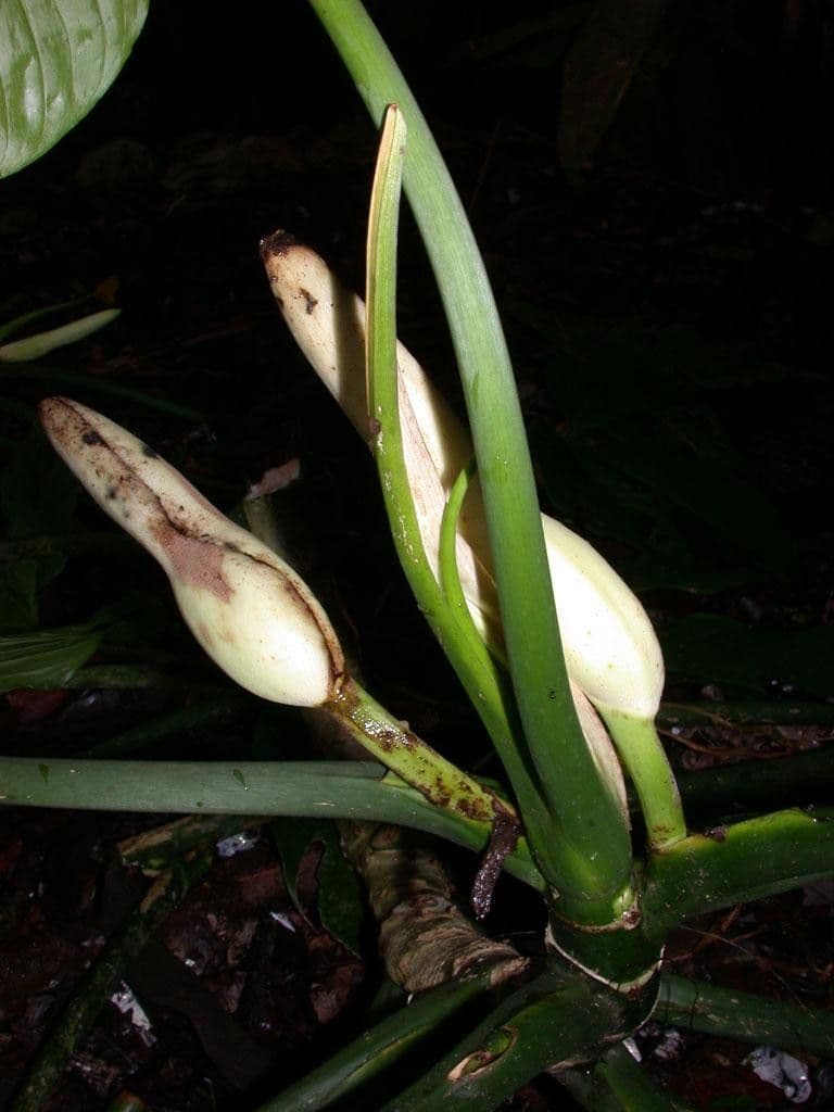 Philodendron