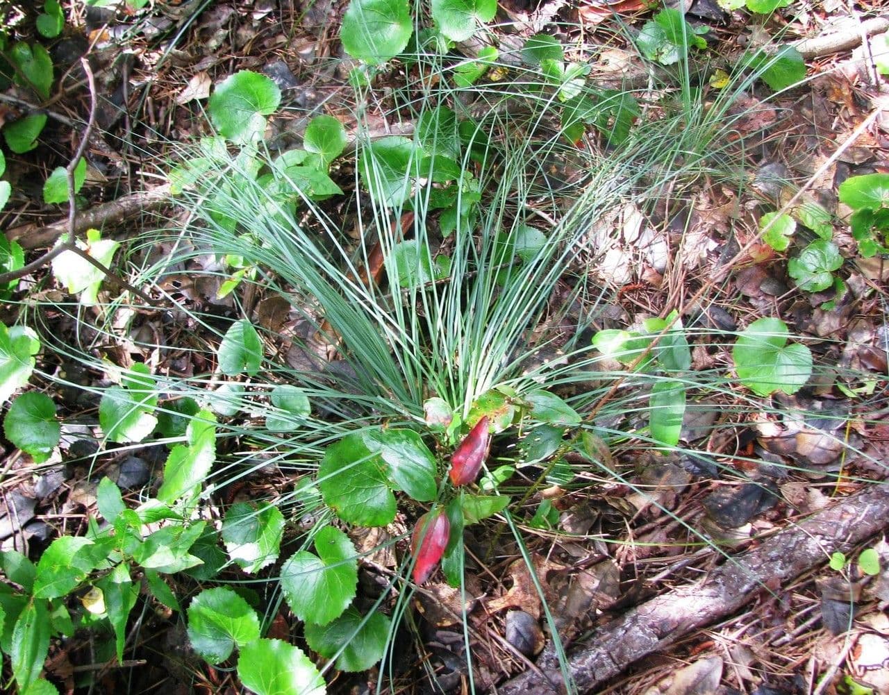 Xerophyllum 6